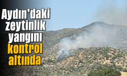Aydın'daki zeytinlik yangını kontrol altında