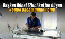 Başkan Günel, 5’inci kattan düşen kediye yaşam umudu oldu