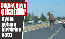 Dikkat deve çıkabilir! Aydın yolunu birbirine kattı