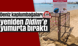 Deniz kaplumbağaları yeniden Didim'e yumurta bıraktı