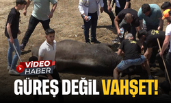 Güreş değil vahşet!