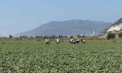 Germencik’in pamuklarında zararlılar kontrol altında