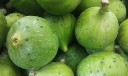 Germencik’te ilek tezgahları denetlendi