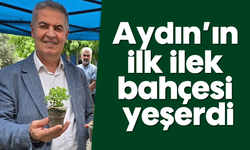 Aydın’ın ilk ilek bahçesi yeşerdi