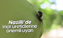 Nazilli'de incir üreticilerine önemli uyarı