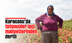 Karacasu'da tütüncüler işçi maliyetlerinden dertli