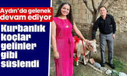 Aydın'da gelenek devam ediyor: Kurbanlık koçlar, gelinler gibi süslendi