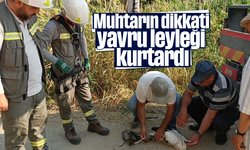 Muhtarın dikkati yavru leyleği kurtardı