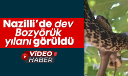Nazilli’de dev Bozyörük yılanı görüldü