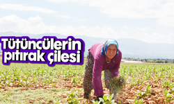 Tütüncülerin pıtırak çilesi