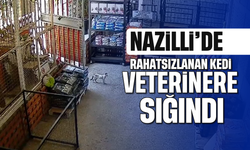 Nazilli'de rahatsızlanan kedi veterinere sığındı
