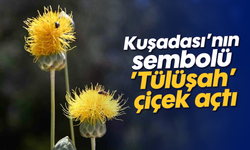 Kuşadası’nın sembolü ’Tülüşah’ çiçek açtı