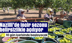 Nazilli’de incir sezonu belirsizlikle açılıyor: 10 gün içerisinde başlayacak