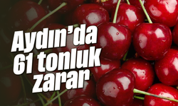 Aydın'da 61 tonluk zarar