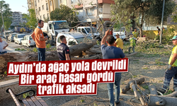 Aydın'da ağaç yola devrildi: Bir araç hasar gördü, trafik aksadı