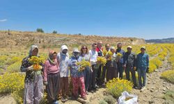 Bozdoğan’da lavanta ve altın otu hasadı yapıldı
