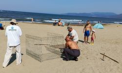 Caretta Caretta yine yuvada