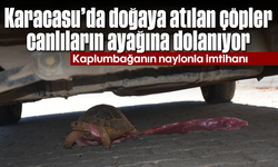 Karacasu'da doğaya atılan çöpler, canlıların ayağına dolanıyor: Kaplumbağanın naylonla imtihanı