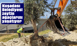 Kuşadası Belediyesi zeytin ağaçlarını yaşatıyor