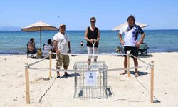 Kuşadası’nda caretta caretta yumurtaları zarar görmemesi için taşındı