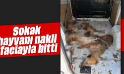 Sokak hayvanı nakli faciayla bitti