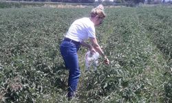 Söke’de hasat öncesi pestisit kontrolü yapıldı