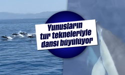 Yunusların tur tekneleriyle dansı büyülüyor
