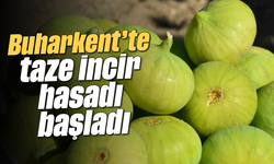 Buharkent’te taze incir hasadı başladı