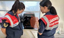 Didim’de yaralı halde bulunan dağ kedisi tedavi altına alındı