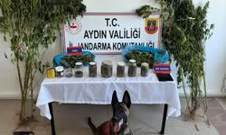 Nazilli’de jandarmadan uyuşturucu operasyonu: Toprağa saklanmış yüklü miktarda kenevir ele geçirildi