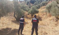 Aydın'ın ormanları izleniyor