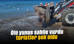 Ölü yunus sahile vurdu turistler şok oldu
