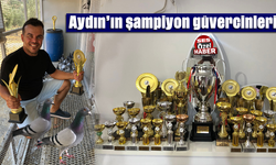 Aydın’ın şampiyon güvercinleri