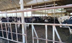 Söke’de hastalıktan ari işletmeler denetlendi