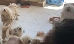İnsafsızlığın böylesi: Köpeklere sağlıksız bir şekilde bakan kişiye çok ağır ceza