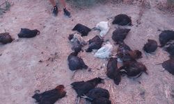 Aydın'da sokak köpekleri 25 tavuğu telef etti