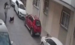 Köpeğe kemerli şiddet