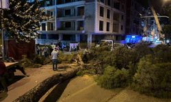 İncirliova’da çam ağacı kuvvetli rüzgara dayanamadı