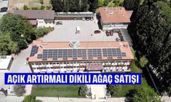 Açık artırmalı dikili ağaç satışı