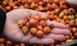 Aydın'da kışın habercisi alıç meyvesi, tezgahları renklendirdi