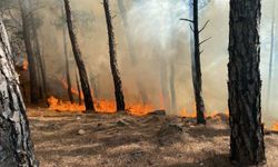 Ege'de orman yangını