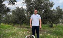 Aydın’da Ülkü Ocakları, zeytin hasadı yaptı