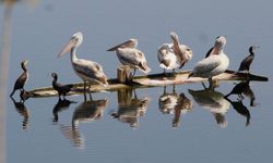 Aydın'da oltaya takılan tepeli pelikan balıkçıların dikkatiyle kurtuldu