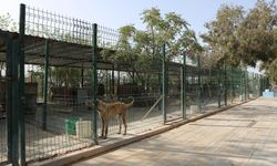 Didim Belediyesinden barınakla ilgili şeffaflık adımı