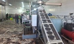 Didim'deki yağhanelerde sarı altın dönemi başladı