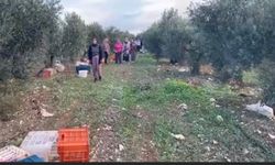 Didimli zeytin işçileri 10 Kasımda atasını unutmadı