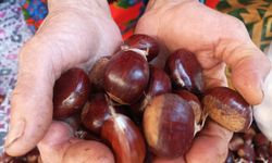 Karacasu yaylalarında yetiştiriyor, pazarda satıyor