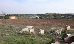 Çorum'dan Didim'e yerleşti: Keçileri ile tatil yapıyor