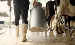 Aydın’a 66 milyonluk süt desteği