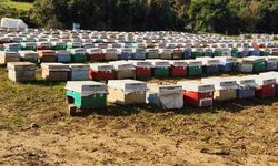 Söke’de arılı kovan tespiti yapıldı